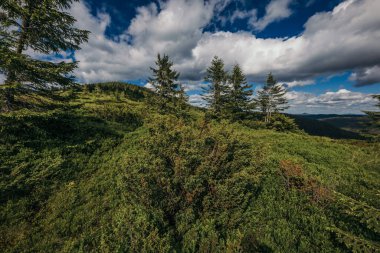 Ağacın kenarında bir tabela