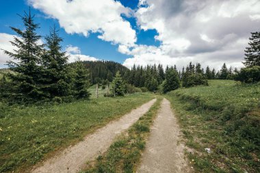 Toprak yolun kenarında ağaçların olduğu bir patika.