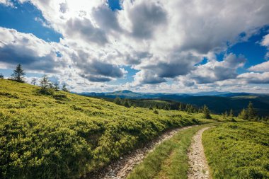 Yeşillik bir arazide bir tren