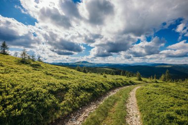 Yeşillik bir arazide bir tren