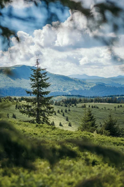 Een boom met een berg op de achtergrond — Stockfoto