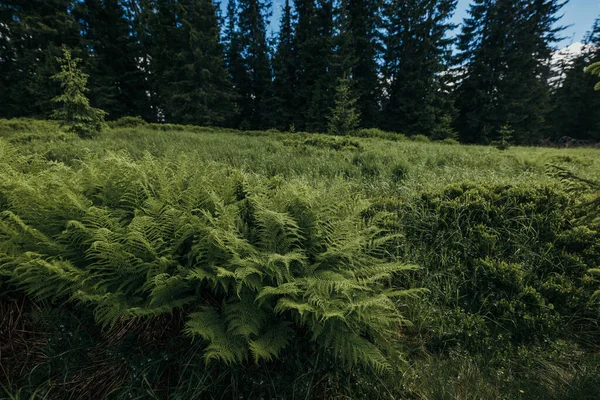 Een kudde schapen bovenop een weelderig groen bos — Stockfoto