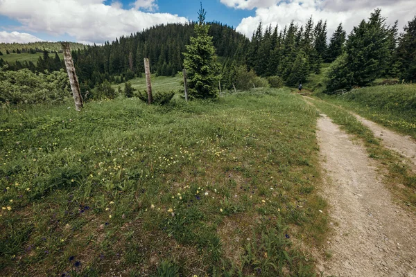 Un sentier avec des arbres sur le flanc d'une colline verdoyante — Photo