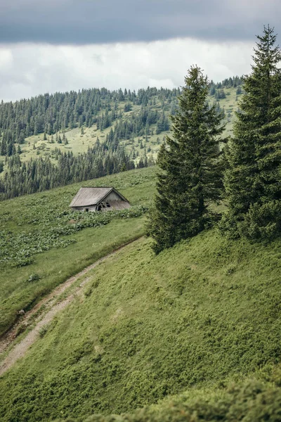 Крупный план пышной зеленой стороны — стоковое фото