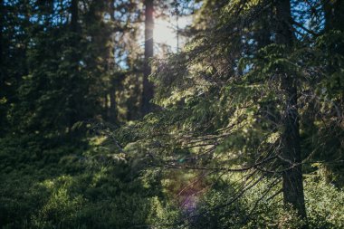 Ağacın önündeki bir işaret.