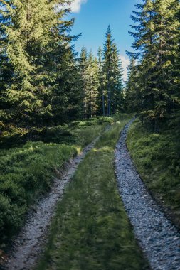 Ormanın yakınındaki tren raylarından geçen bir tren.