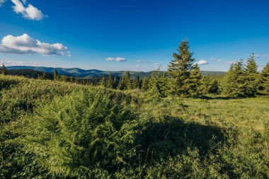 Arka planda ağaçlar olan yeşil bir alana yakın çekim