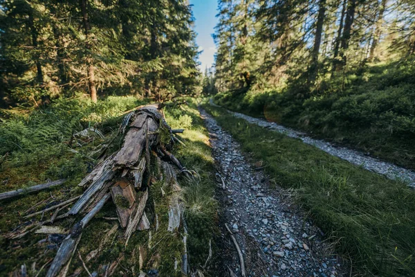 Un treno che viaggia lungo i binari nei pressi di una foresta — Foto Stock