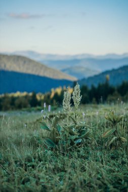 Çimlerle kaplı bir arazinin üstünde bir işaret.