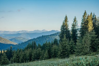Arkasında dağ olan bir ağaç.