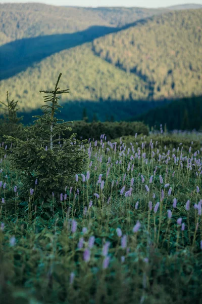 Un albero con una montagna sullo sfondo — Foto Stock