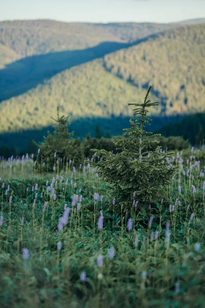 Um sinal em frente a uma montanha — Fotografia de Stock