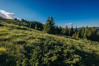Bir koyun sürüsü yemyeşil bir tarlada duruyor.