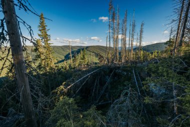 Ormandaki ağaçtan sarkan bir tabela.