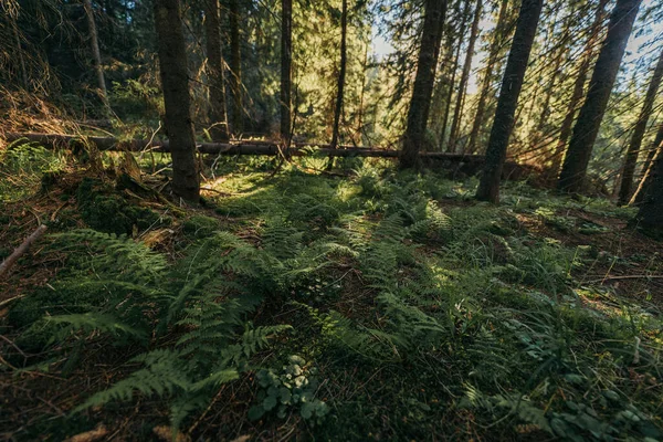 Ein Baum im Wald — Stockfoto