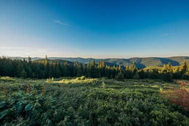 Çimenli bir tepede bir tabela