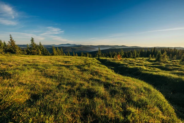 Yeşillik bir arazide bir tren