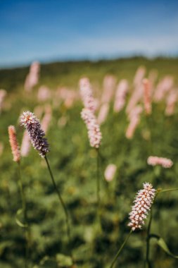 Bir bitkinin yakın çekimi.