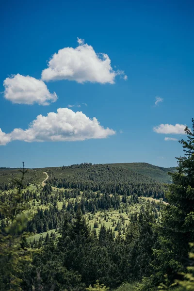 Een boom met een berg op de achtergrond — Stockfoto