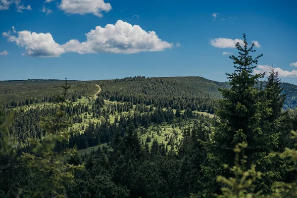 Un grande albero in una foresta — Foto Stock