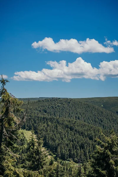 Een boom met een berg op de achtergrond — Stockfoto