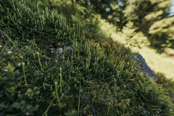 Um close de alguns arbustos — Fotografia de Stock