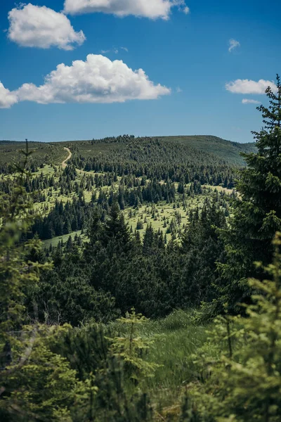 Uma grande árvore em uma floresta — Fotografia de Stock