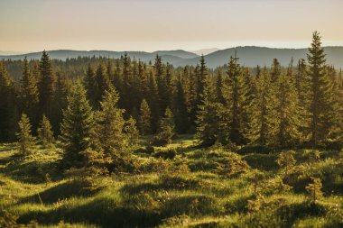 Bir koyun sürüsü otların üzerinde duruyor.