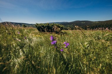 Bir grup insan yemyeşil bir arazide duruyor.