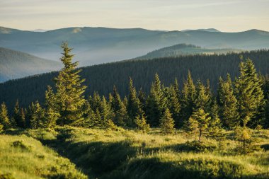 Bir koyun sürüsü yemyeşil bir tarlada duruyor.