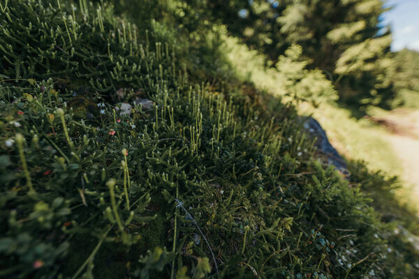 A close up of a tree