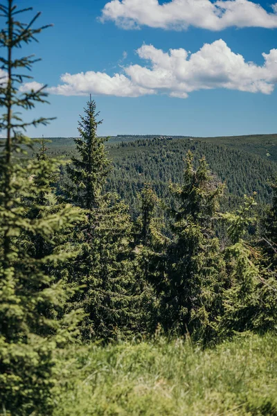 Een boom in een bos — Stockfoto