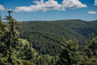 Arkasında dağ olan bir ağaç.