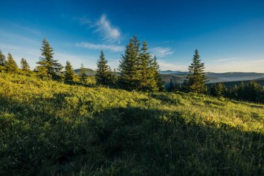 Arkasında ağaçlar olan büyük yeşil bir alan.