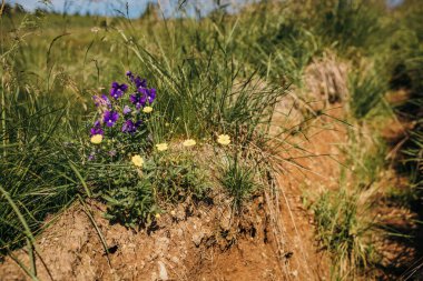 Bir çiçeğe yakın çekim