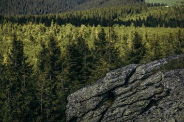 Arkasında dağ olan bir ağaç.