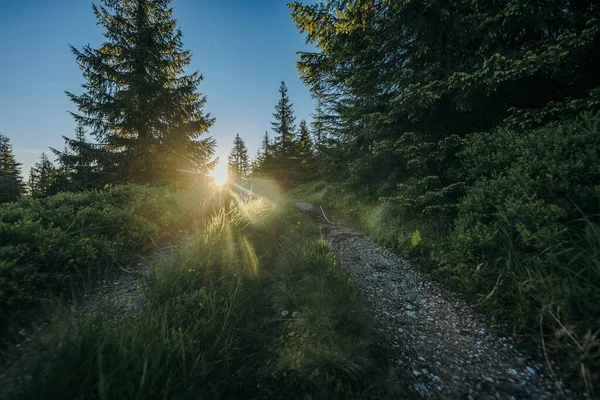 A train traveling down train tracks near a forest