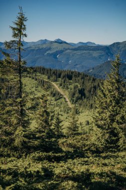 Arkasında dağ olan bir ağaç.