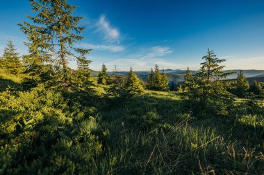 Tarlanın ortasında bir ağaç.