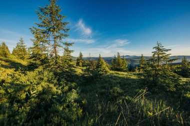 Tarlanın ortasında bir ağaç.