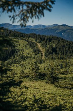 Arkasında dağ olan bir ağaç.