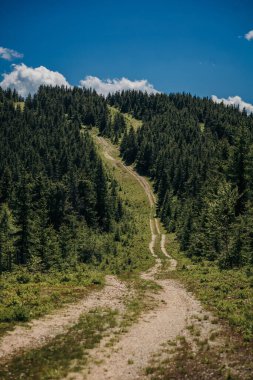 Dağın yamacında ağaçlar olan bir patika.