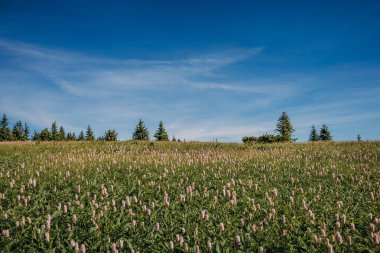 Bir grup insan tarlada.