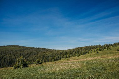 Yeşilliklerle dolu bir araziye yakın çekim