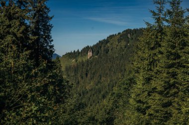 Ağacın kenarında bir tabela
