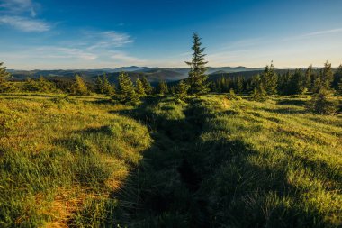 Yemyeşil bir arazinin tepesinde bir tren.