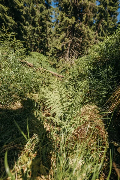Растение в лесу — стоковое фото