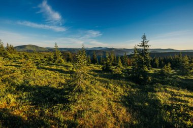 Arkasında ağaçlar olan büyük yeşil bir alan.