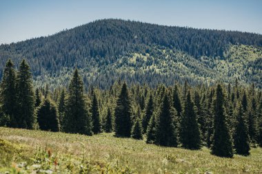 Arka planda dağ olan bir grup adam tarlada.