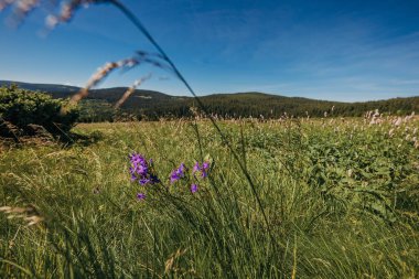 Tarlada uçurtma uçuran biri.